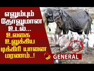 டிக்கிரி யானையின் கடைசி நிமிடங்கள்..! #RIP