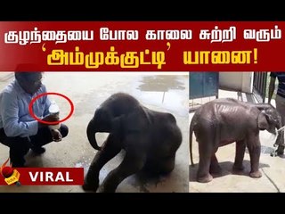 புட்டிப்பால்..வாக்கிங்..விளையாட்டு..!  ஆச்சரியப்படுத்தும் Cute குட்டி யானை