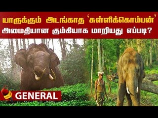 Download Video: ஆக்ரோஷ 'சுள்ளிக்கொம்பன்'..! அடக்கிய கும்கி யானைகள்! ஒரு பரபர கதை!