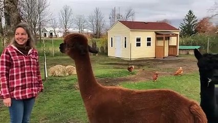 Késia Fournier en compagnie de ses alpagas
