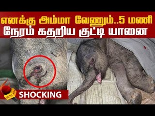 தாயை பிரிந்ததால் கதறி அழுத குட்டி யானை..! | Baby Elelphant Video