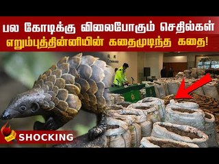 நான் சும்மாதானே இருக்கேன்..என்ன ஏன்டா துரத்துறீங்க..! Survival Story of Pangolin