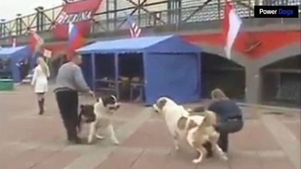 si el pitbull te causa terror, espera a ver estos perros