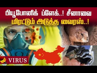 Bubonic Plague :  2020 முடியும்வரை சீனாவில் நோய் எச்சரிக்கை!
