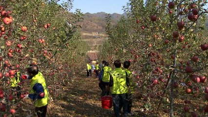"수확 철 반가운 손님" 사과 농가 돕는 농민들 / YTN