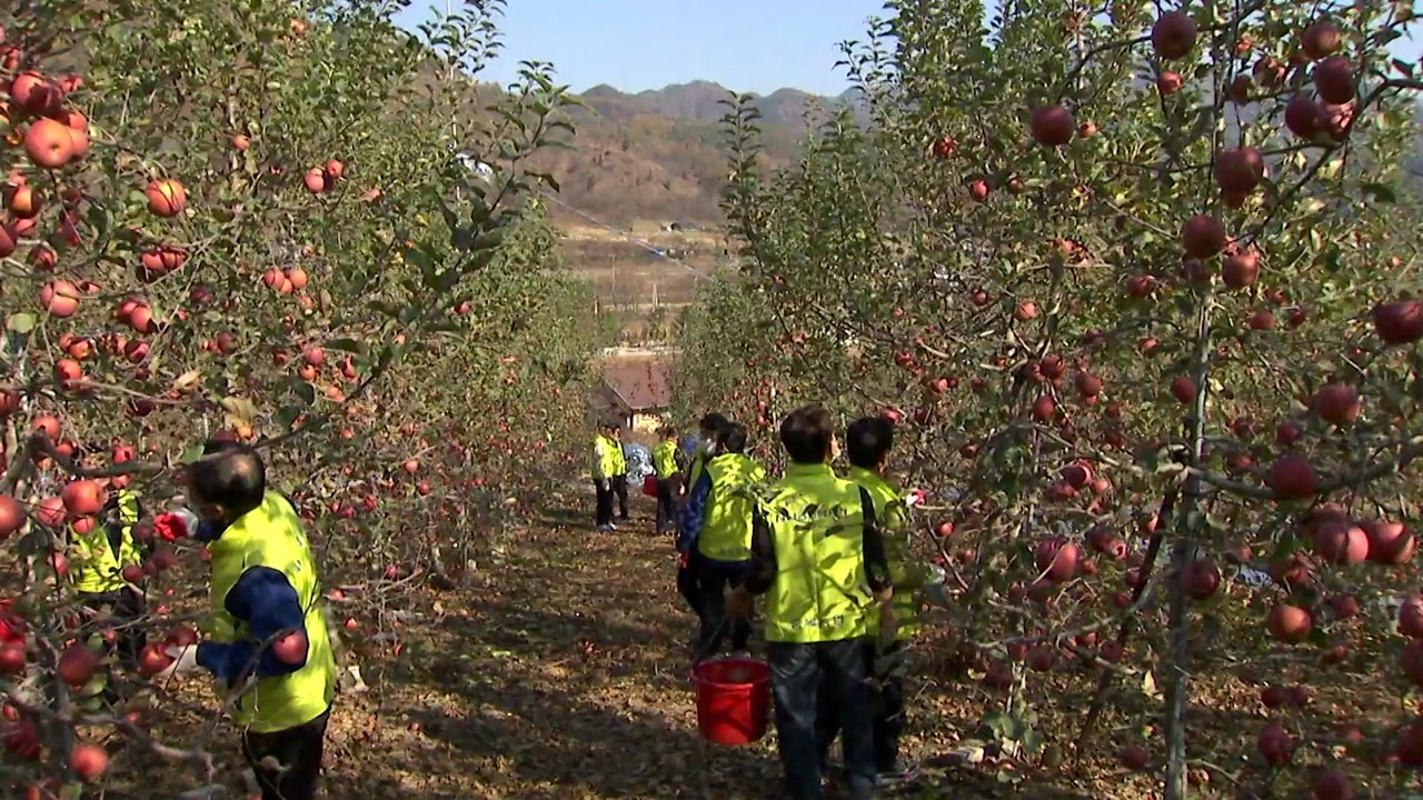 "수확 철 반가운 손님" 사과 농가 돕는 농민들 / YTN