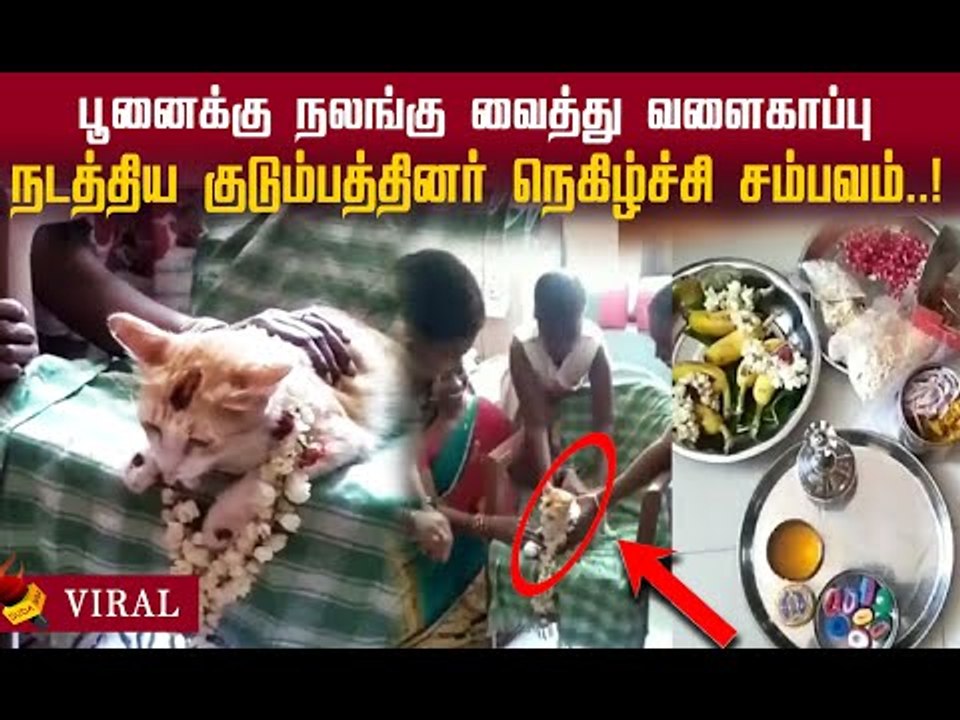 பூனைக்கு கட்டாயப்படுத்தி வளைகாப்பு நடத்திய குடும்பத்தினர்..!#OMG #cat
