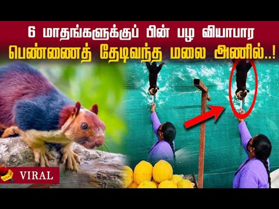 அணில் என்னை மறக்காம ஞாபகம் வெச்சி தேடி வந்துருச்சி! | நெகிழ்ச்சி சம்பவம்!