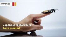 Scientists develop cyborg cockroaches to help humans with tasks