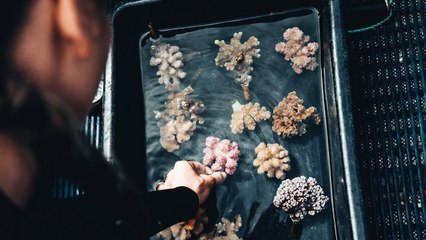 Teen Group Is Saving Super Corals To Protect The Ocean