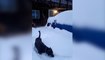 Dog goes for a snowy morning walk in Alaska