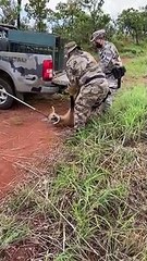 PM resgata lobo-guará atropelado em rodovia em São Sebastião