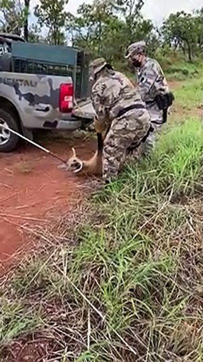 PM resgata lobo-guará atropelado em rodovia em São Sebastião