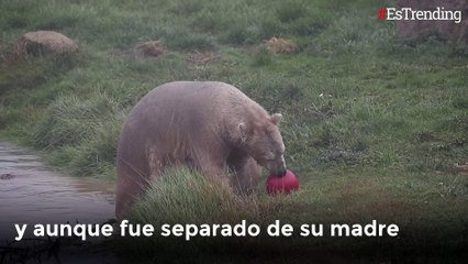 Hamish, el primer oso polar nacido en Reino Unido encuentra su nuevo hogar