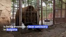 'Teddy' the Macedonian bear is moved to a park in Bulgaria