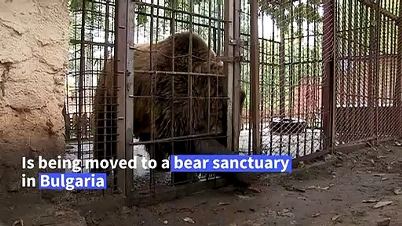 'Teddy' the Macedonian bear is moved to a park...