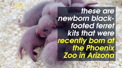 These Endangered Ferret Babies Are Cute and Crucial to Their Species Survival