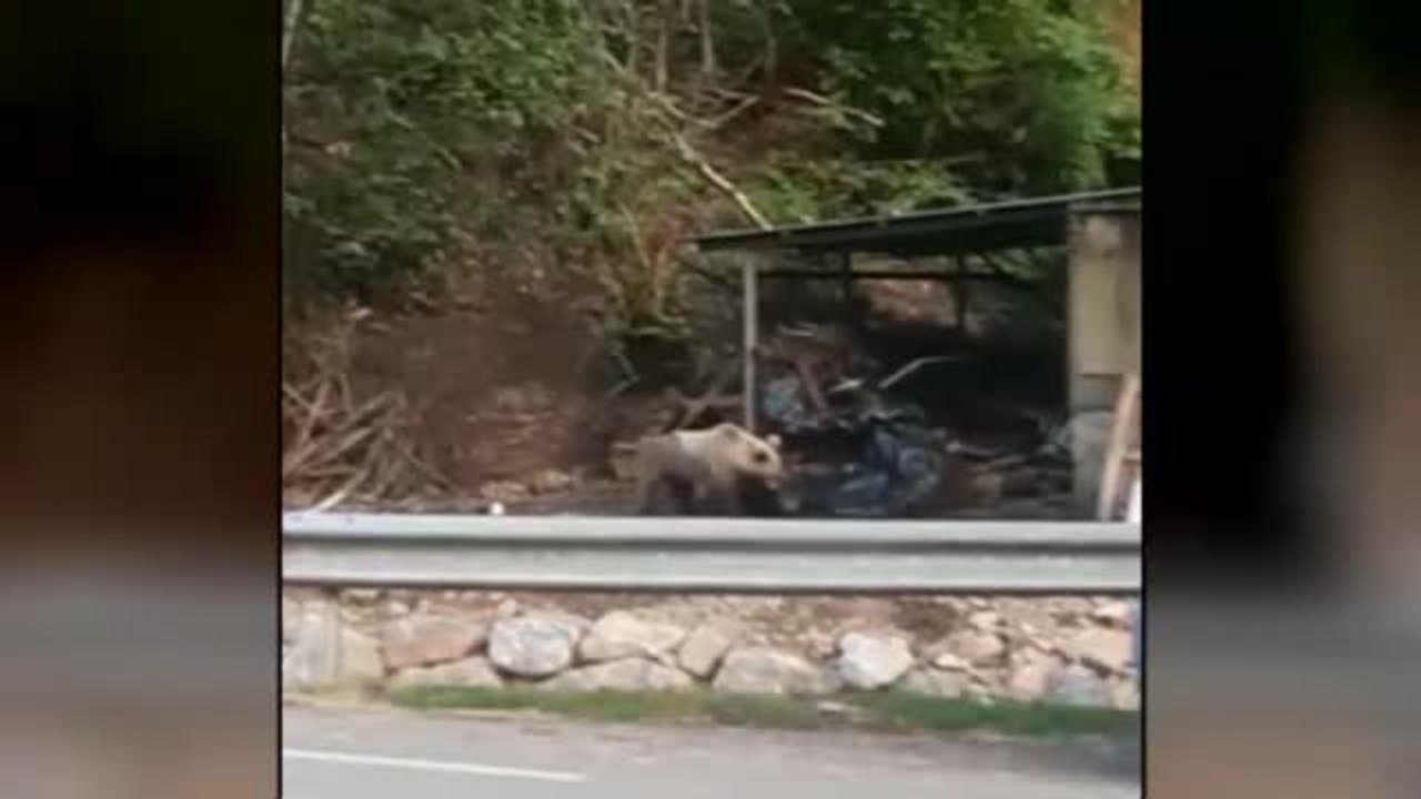 Los osos le han perdido el miedo a los vecinos de Asturias