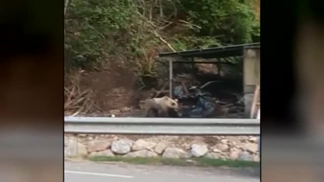 Los osos le han perdido el miedo a los vecinos de Asturias