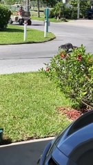 Gator Lays Down in Lawn
