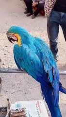 Lovely and Funny Animals || Cute Parrot || Funny Parrot || video Clip 2021