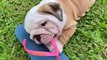 Bulldogs' Funny And Cute Moments   Cutest Video Compilation About Bulldogs # 13| 2021 