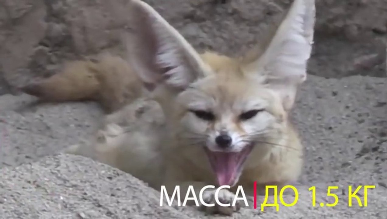 Animal  amazing