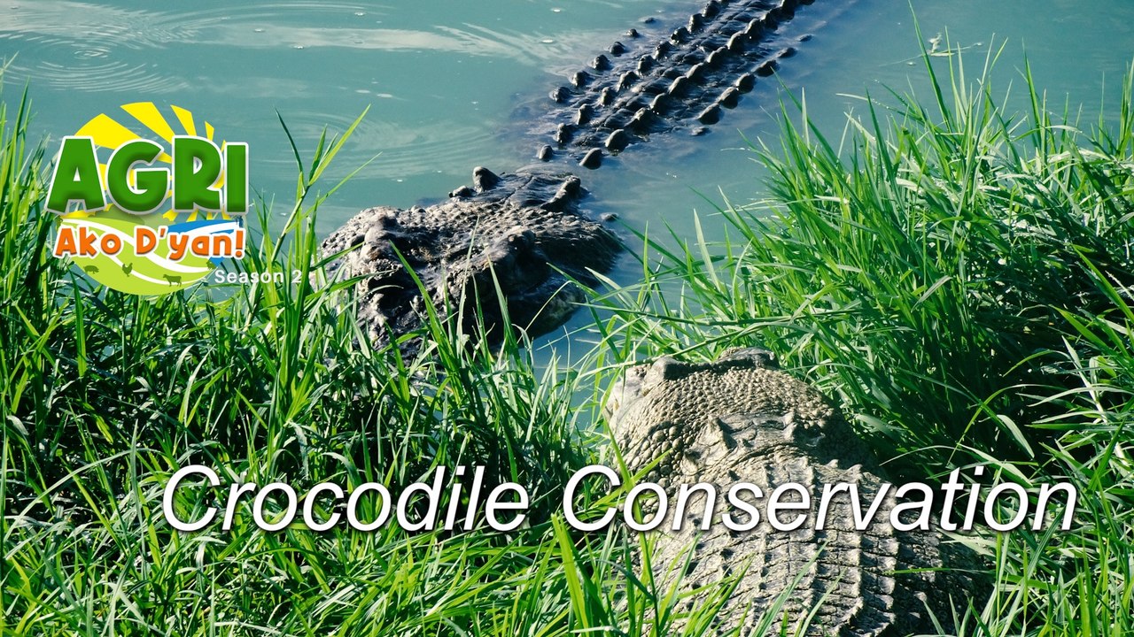 “CROCODILE CONSERVATION” Ep.50 AGRI Ako D’yan