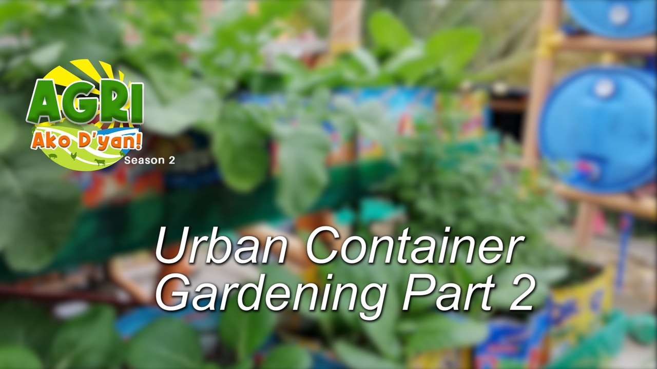“URBAN CONTAINER GARDENING PART 2” Ep.52 AGRI Ako D’yan