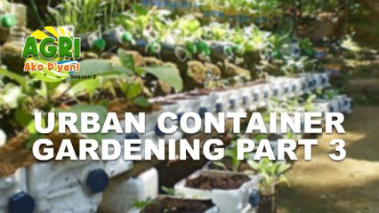 “URBAN CONTAINER GARDENING PART 3” Ep.53 AGRI Ako D’yan