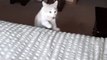 Cat Loves Play Fetch With Their Toy Mouse