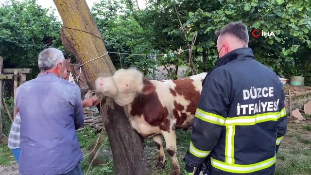 İneğin boynuna dolanan zinciri itfaiye ekipleri çıkarttı