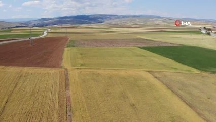 Bayat ovasında 250 bin dönüm tarım arazisini kuraklık vurdu