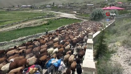 Iğdırlı besicilerin günler süren zorlu yayla yolculuğu başladı
