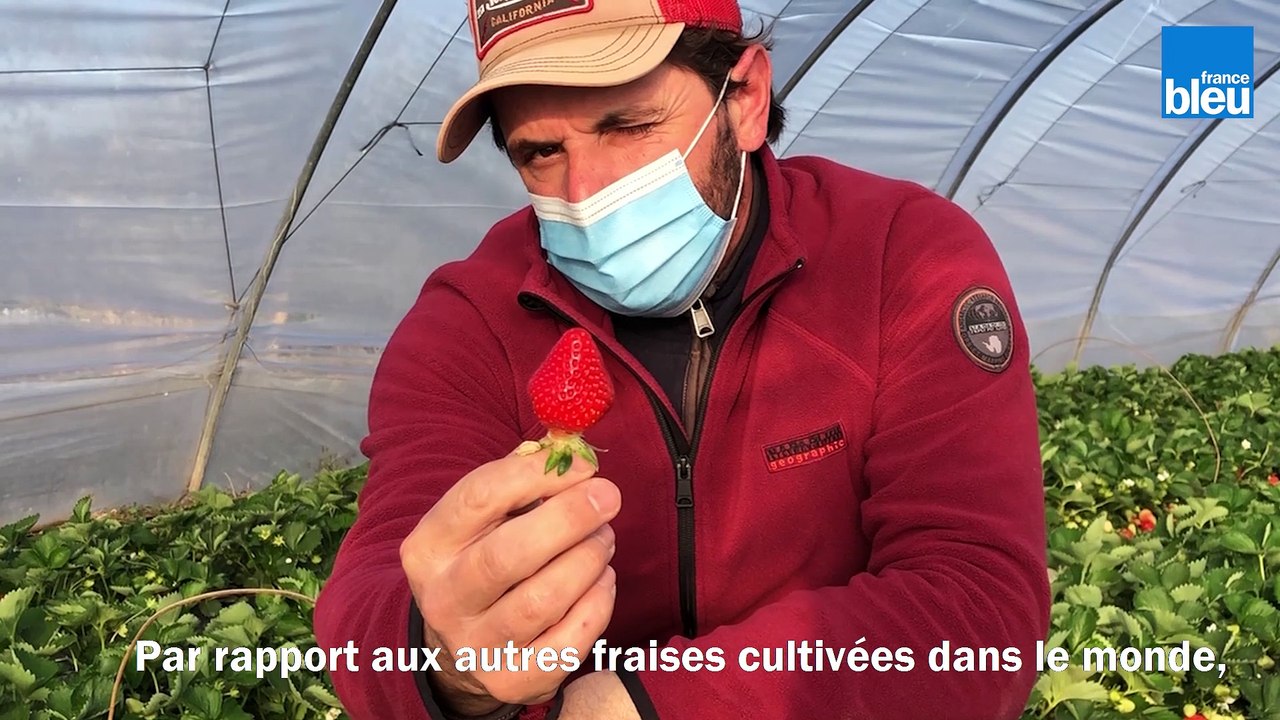 C si bon, la fraise de Carpentras