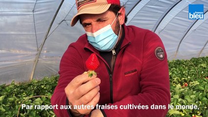 C si bon, la fraise de Carpentras