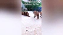 Tiger And Lion Of Tiktok - Cute And Funny Animal Video Compilation 