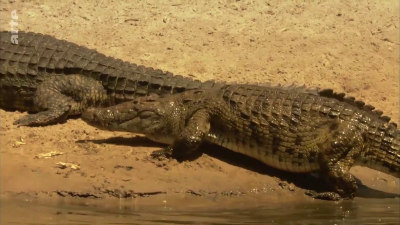 Les superspouvoirs des animaux - Les crocodiles