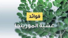 فوائد عشبة المورينجا