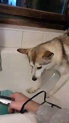 Doggy Walks up Wall to Avoid a Shower