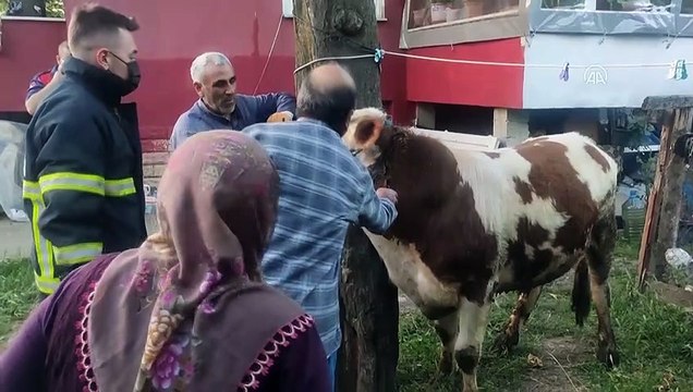 DÜZCE - Boynuna zincir dolanan danayı itfaiye ekipleri kurtardı