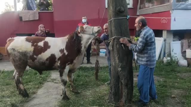 Boynuna zincir dolanan danayı itfaiye ekipleri kurtardı