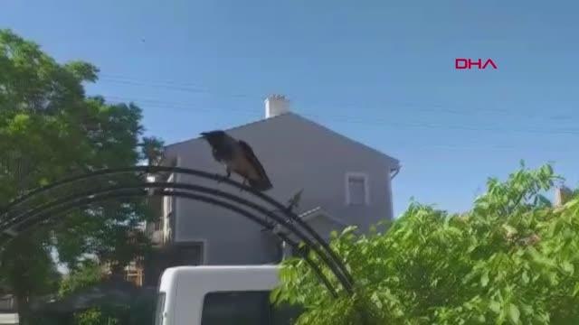 YAVRULARINI KORUMAYA ÇALIŞAN KARGALAR, EVİNE GİRMEYE ÇALIŞAN GÜVENLİK GÖREVLİSİNE SALDIRDI