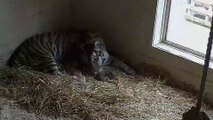 Amur tiger cubs