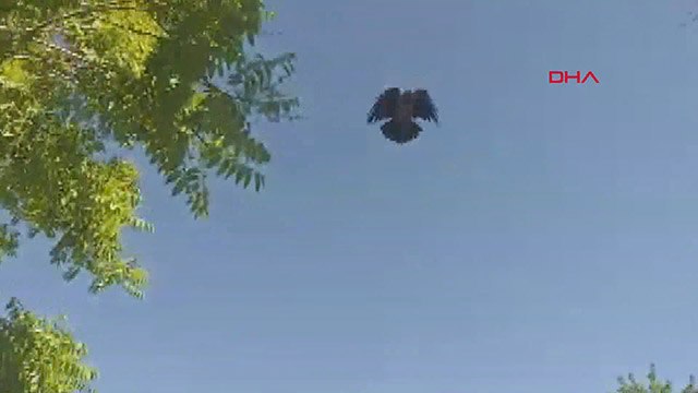 Kargalar, evine girmeye çalışan güvenlik görevlisine saldırdı