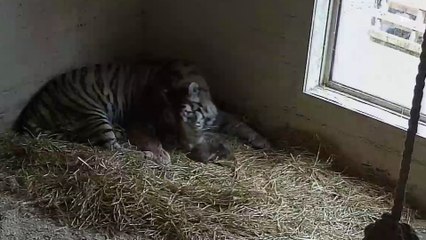 Amur tiger cubs branded