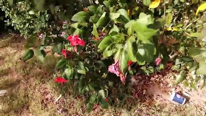 Explore the Department of Public Administration at the University of Karachi 📚