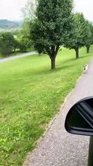 Pygmy Goat Tries to Stop Her Person Leaving Home