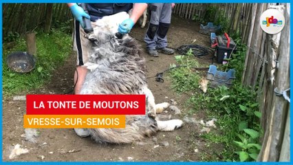 Vresse-sur-Semois - la tonte de moutons