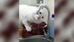 Funny Cats  - Don't try to stop laughing  - Funniest Cats Ever Funniest Cats  - Don't try to hold back Laughter  - Funny Cats Life  Funny Cat Reaction Videos - Try Not To Laugh 